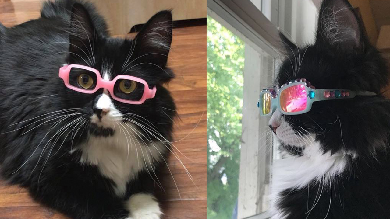 Truffles the cat puts kids at ease at the eye doctor, helps them get comfortable with glasses