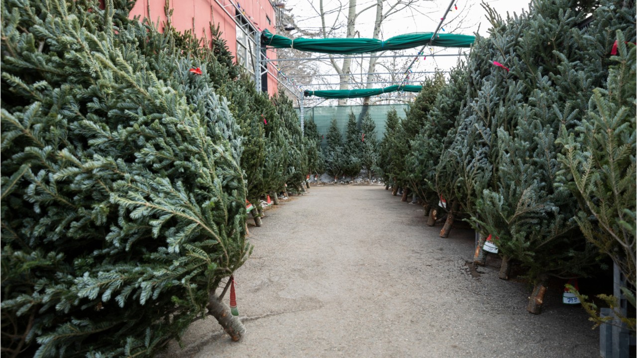 There may be bugs living in your Christmas tree - here's how to get rid of them