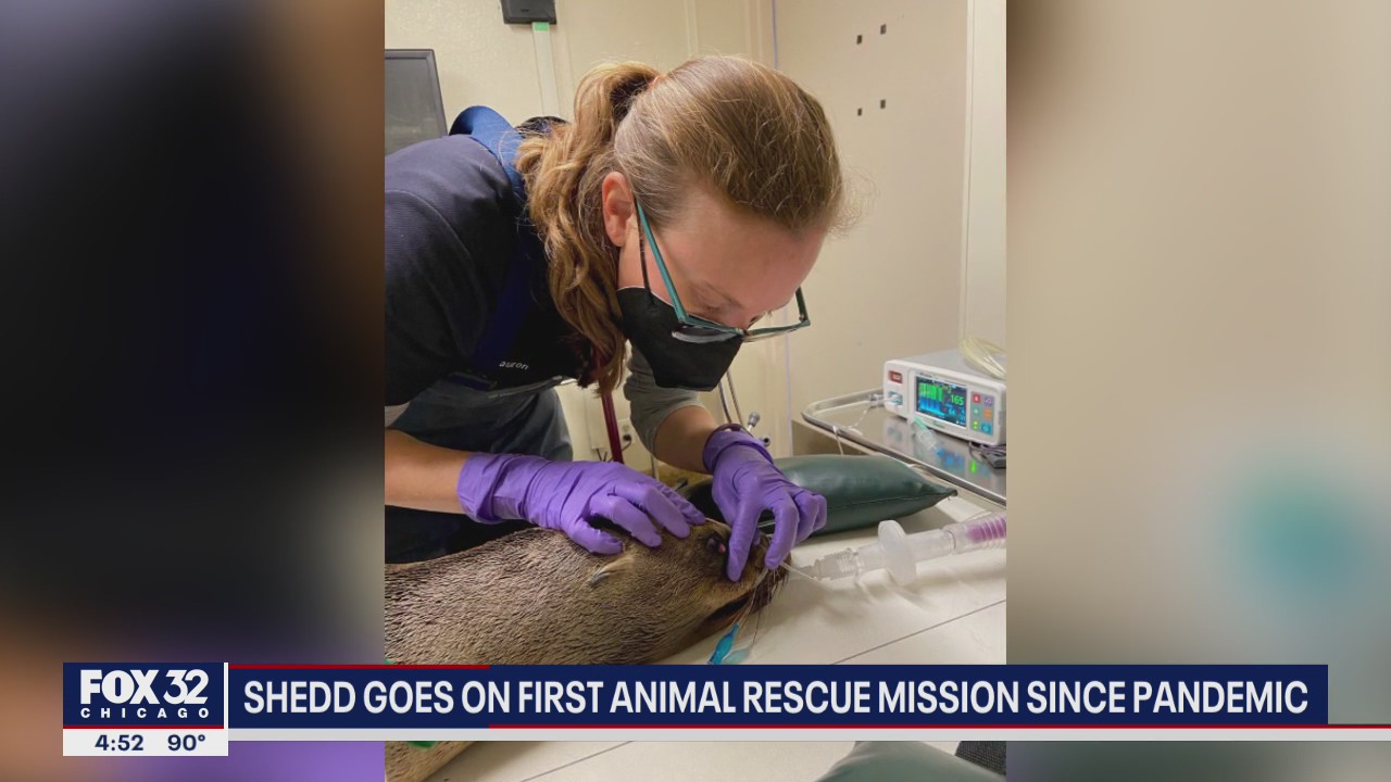 Shedd goes on first animal rescue mission since pandemic began