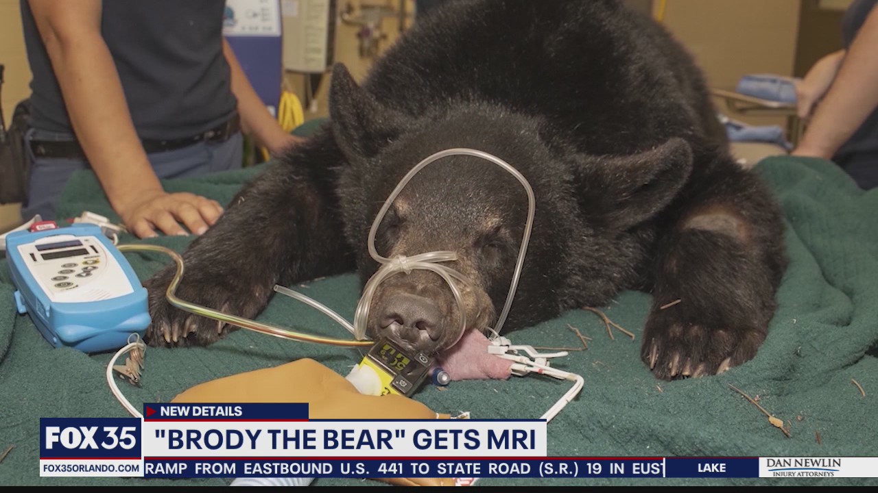 Brody the bear gets MRI