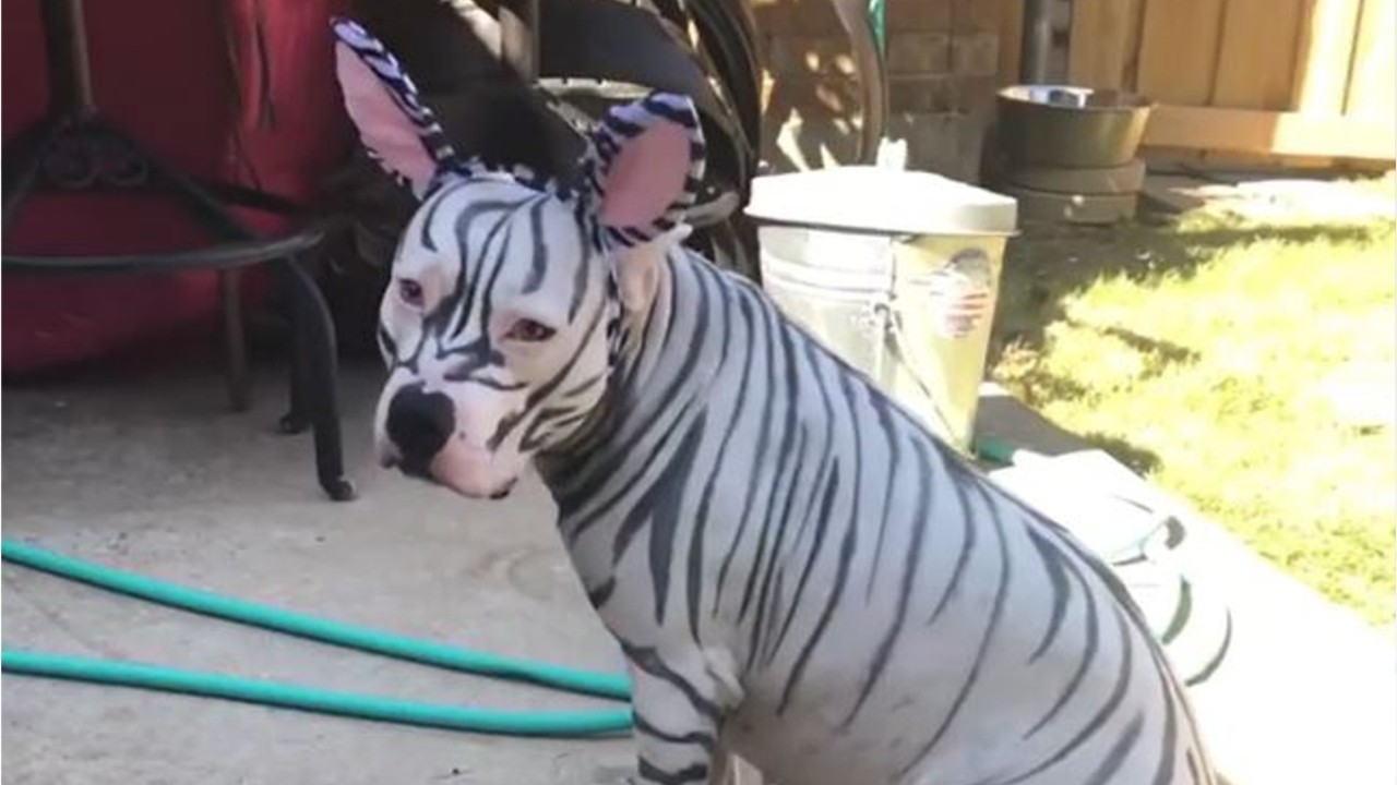 American Bully dog in creative Halloween costume steals internet’s hearts