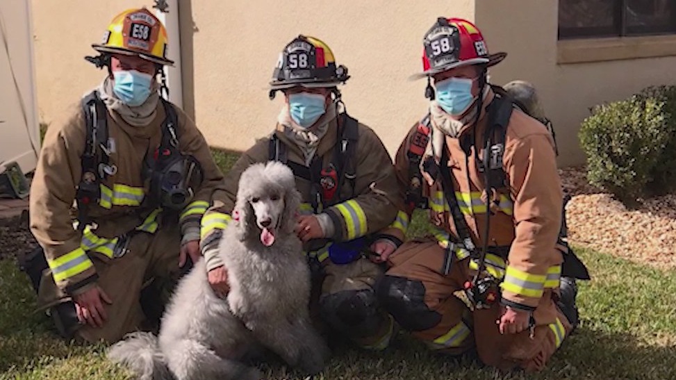 Prada the dog alerts owners of fire using Ring camera | Good Day Orlando