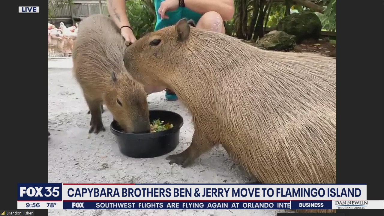 Wild Wednesday: Capybara brothers move to Flamingo Island