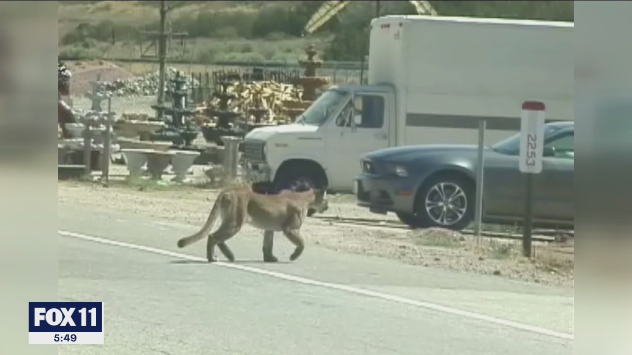 Mountain lion kills 17 goats on Acton farm