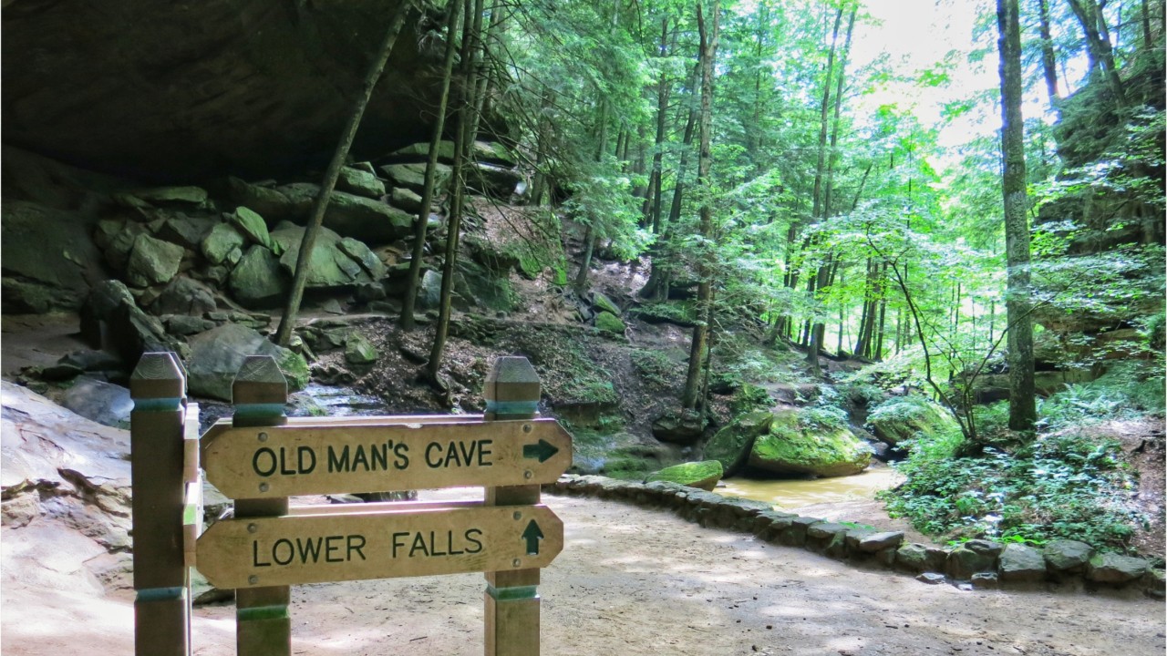 Teens charged in death of woman hit by falling log