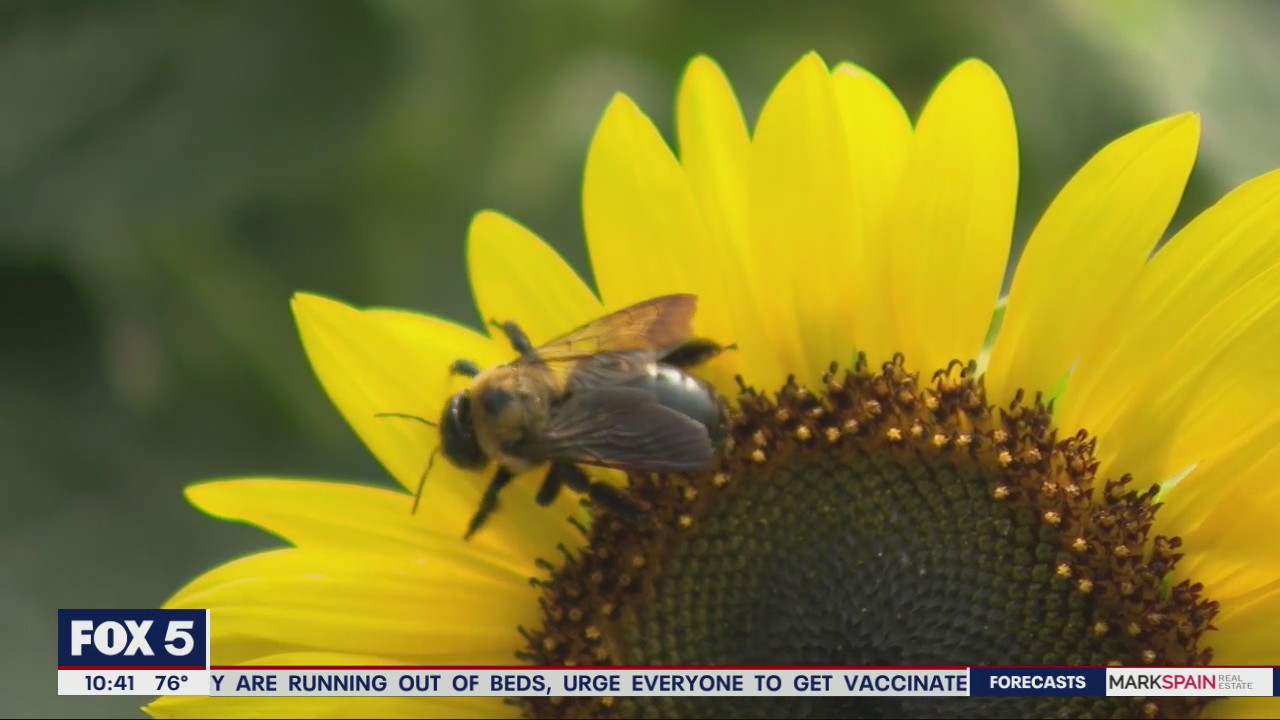 How to create a garden perfect for honeybees