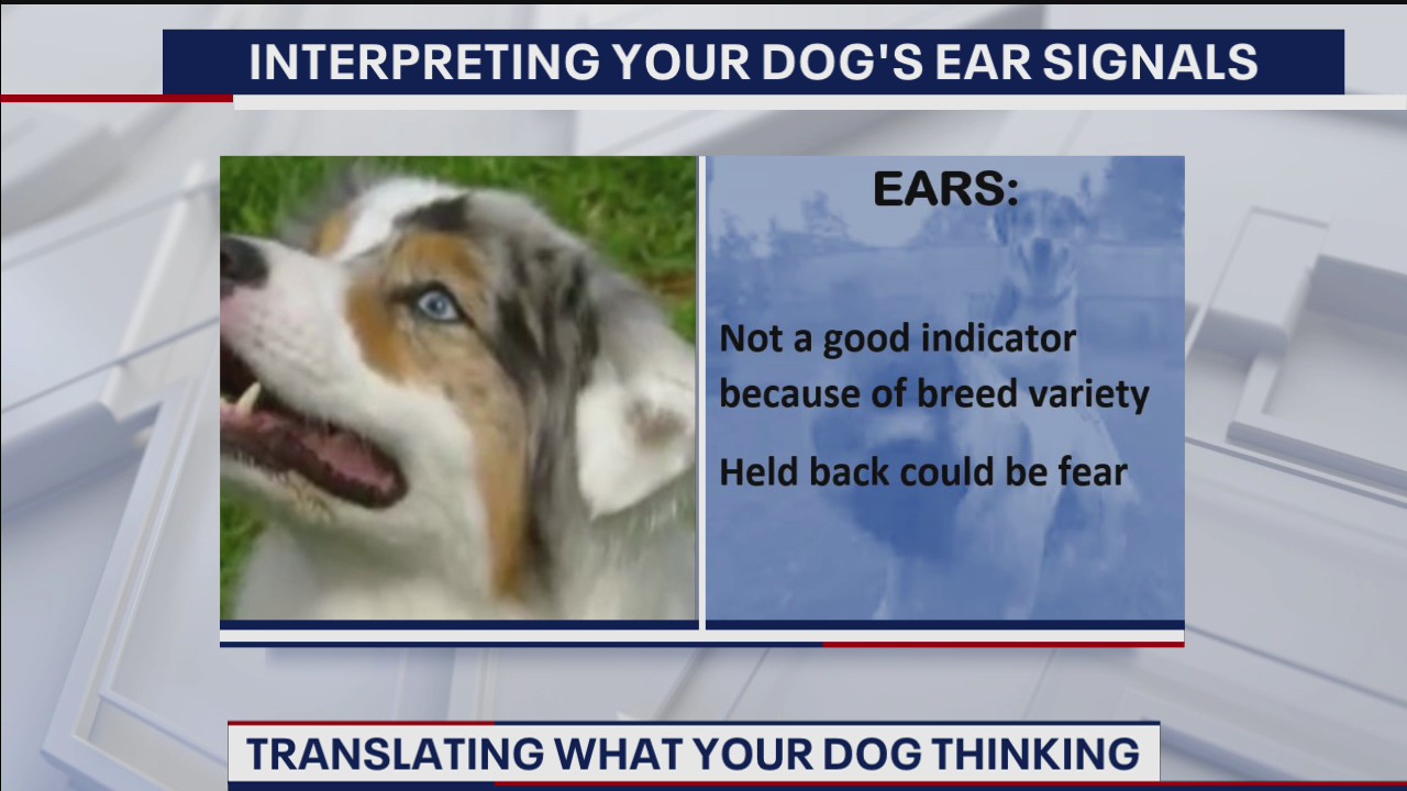 How to translate what your dog is thinking