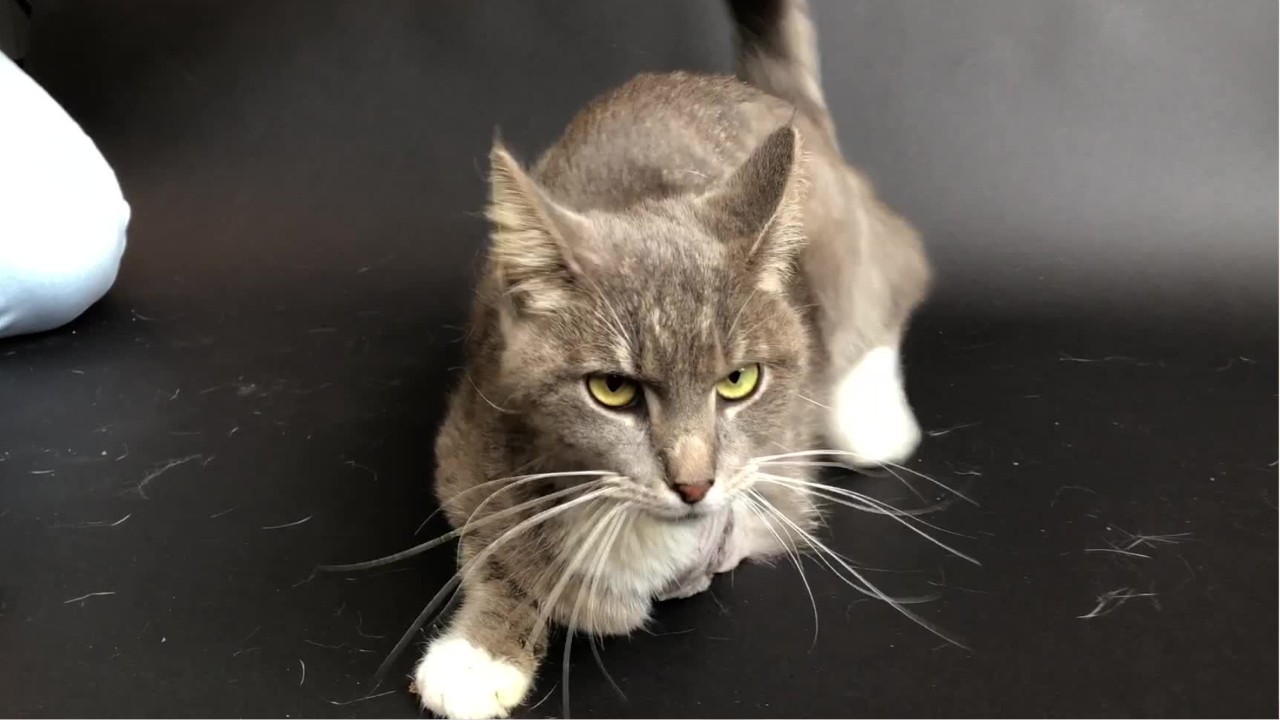 Cat's leg amputated after firecracker was rubber-banded to her paw