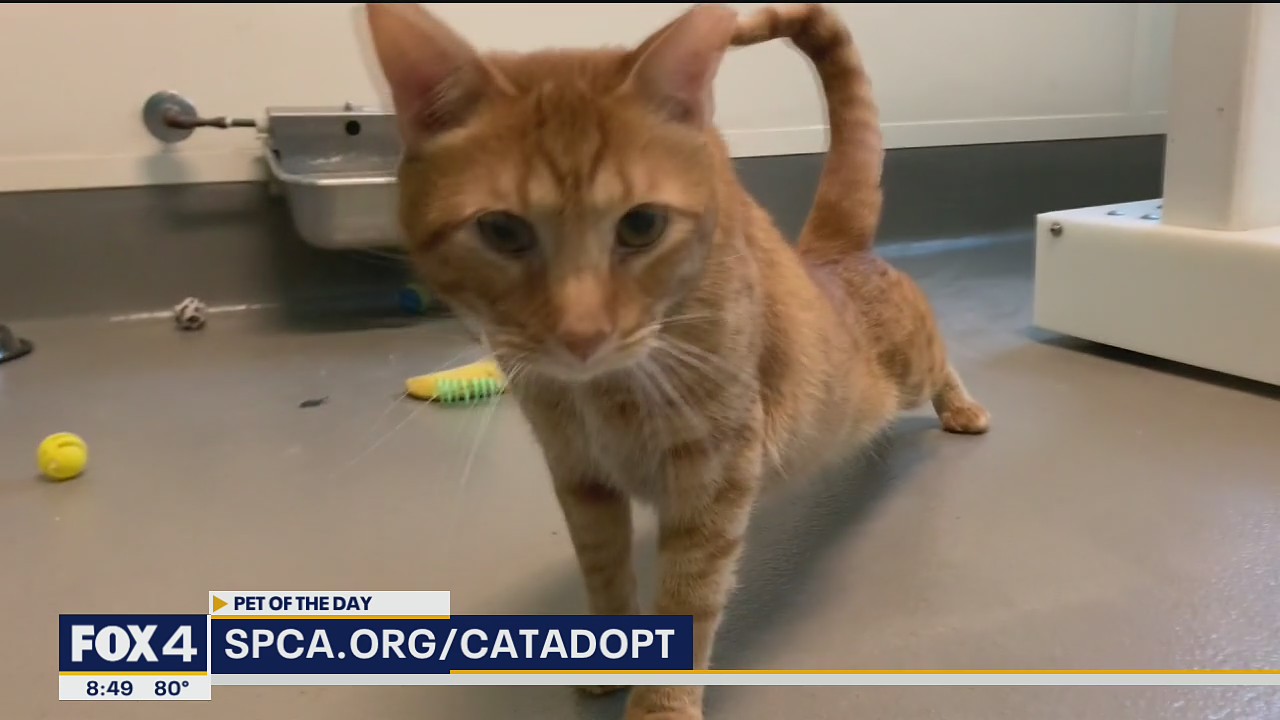 Pet of the Day: Samuel