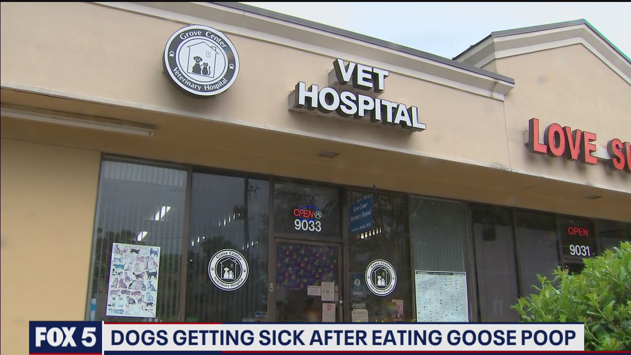Wild animal poop sending some pets to the vet
