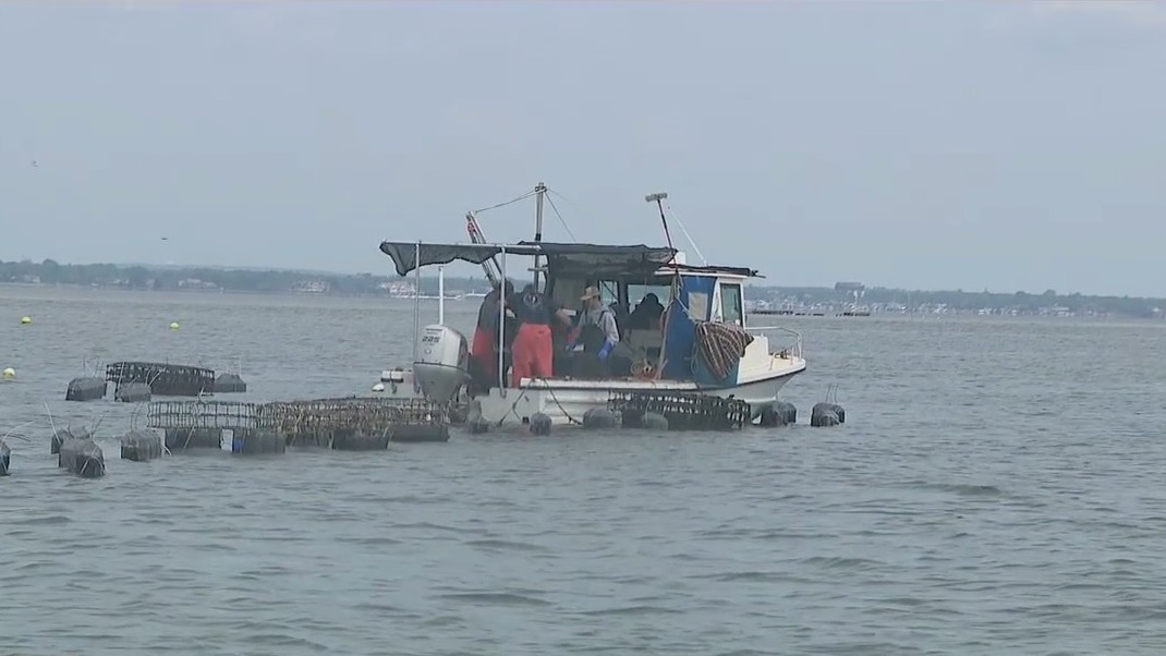 Bay bottom oyster farming on Long Island