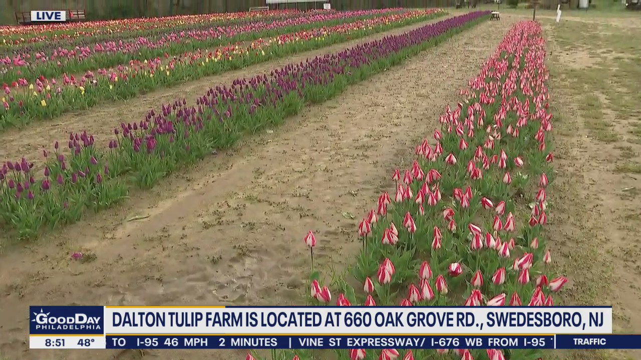 Dalton Tulip Farms offers tour of blooming tulips