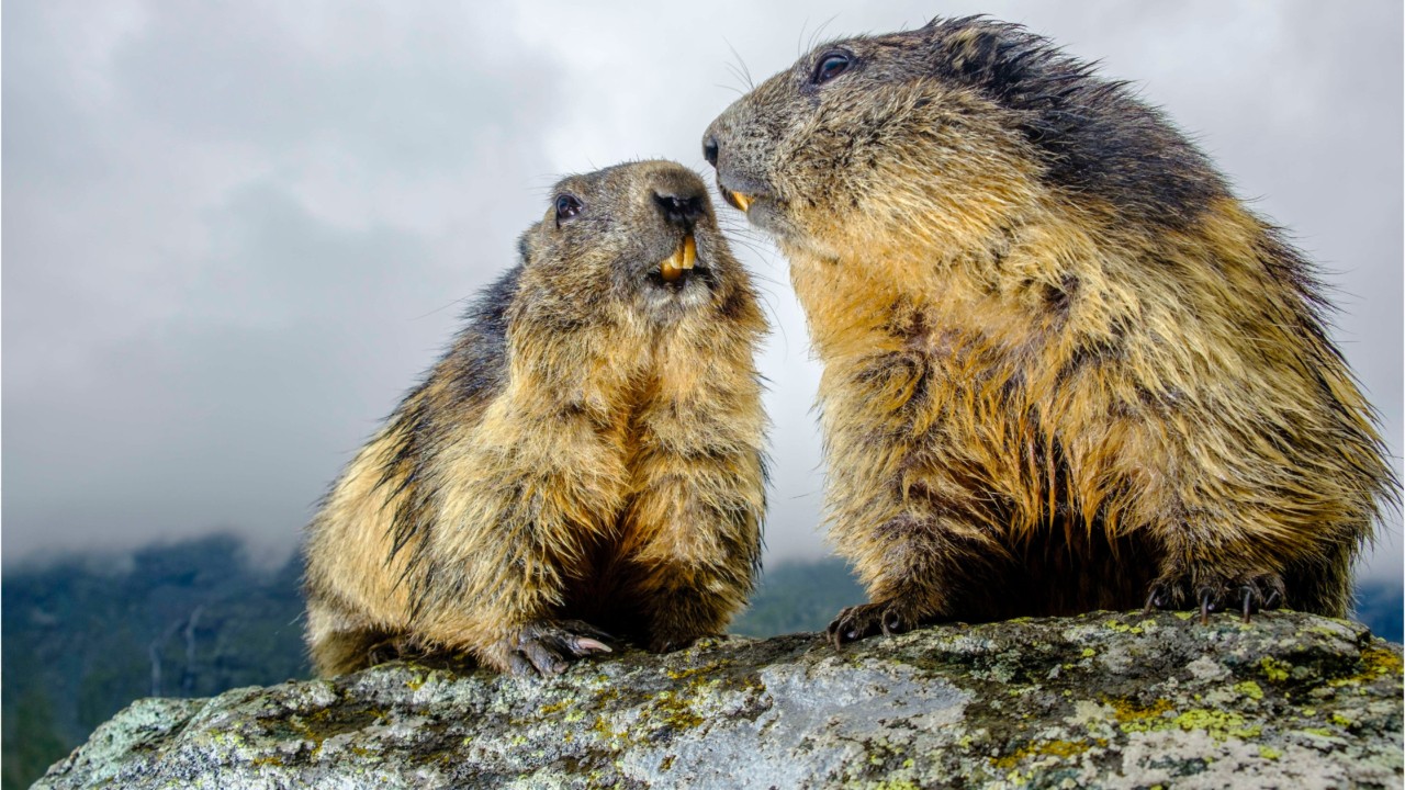 Couple dies of plague after eating raw marmot meat