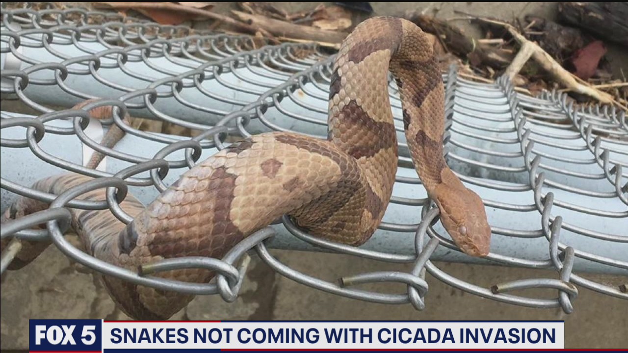 Cicada copperhead link myth busted