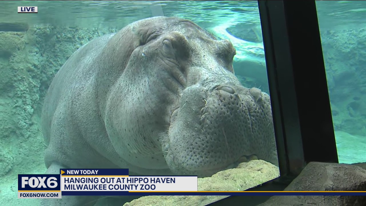 If you haven’t seen the new Hippo exhibit at the Milwaukee County Zoo you are definitely in for a surprise