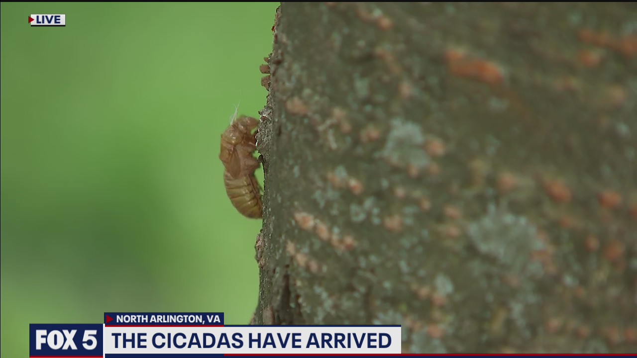 Evidence of cicadas spotted across parts of DC region as insects begin to emerge
