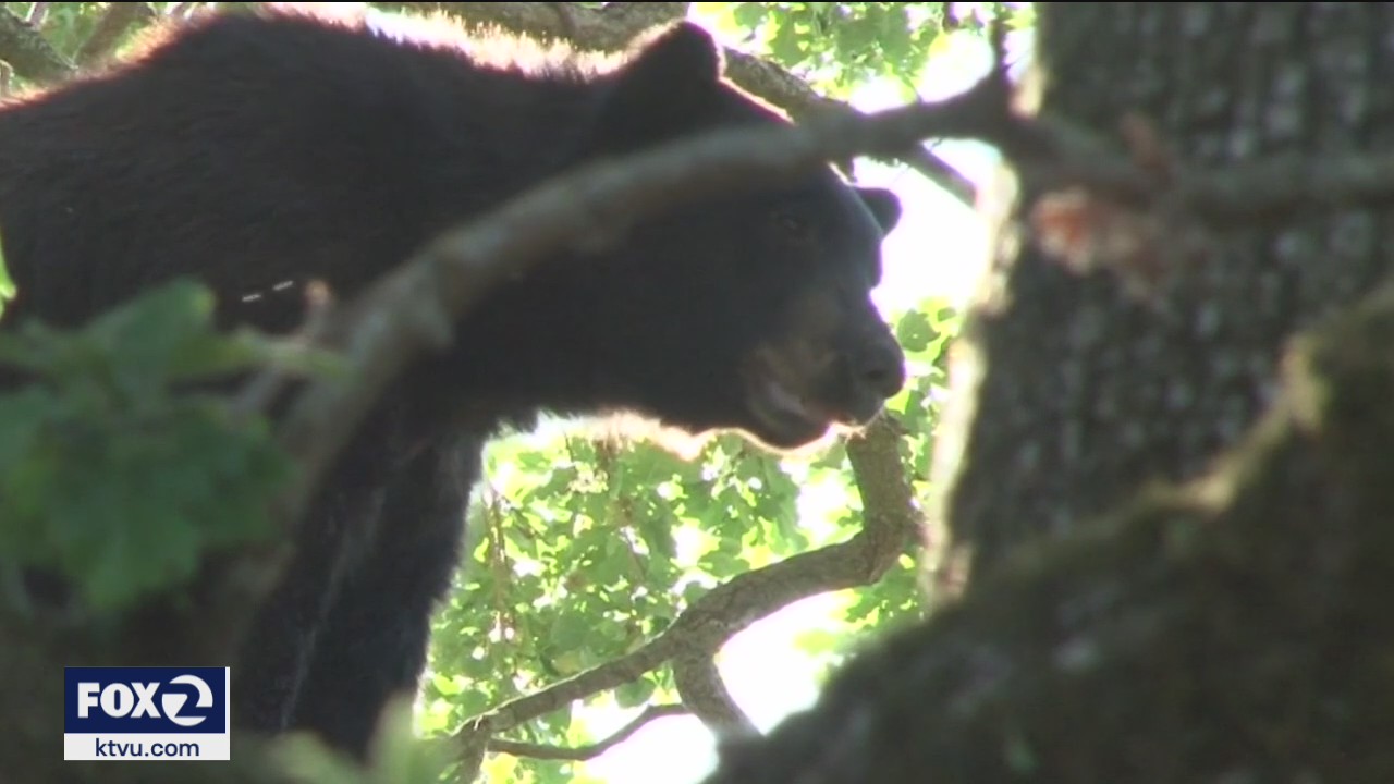 Bear climbs tree in San Anselmo backyard, causes a shelter-in-place