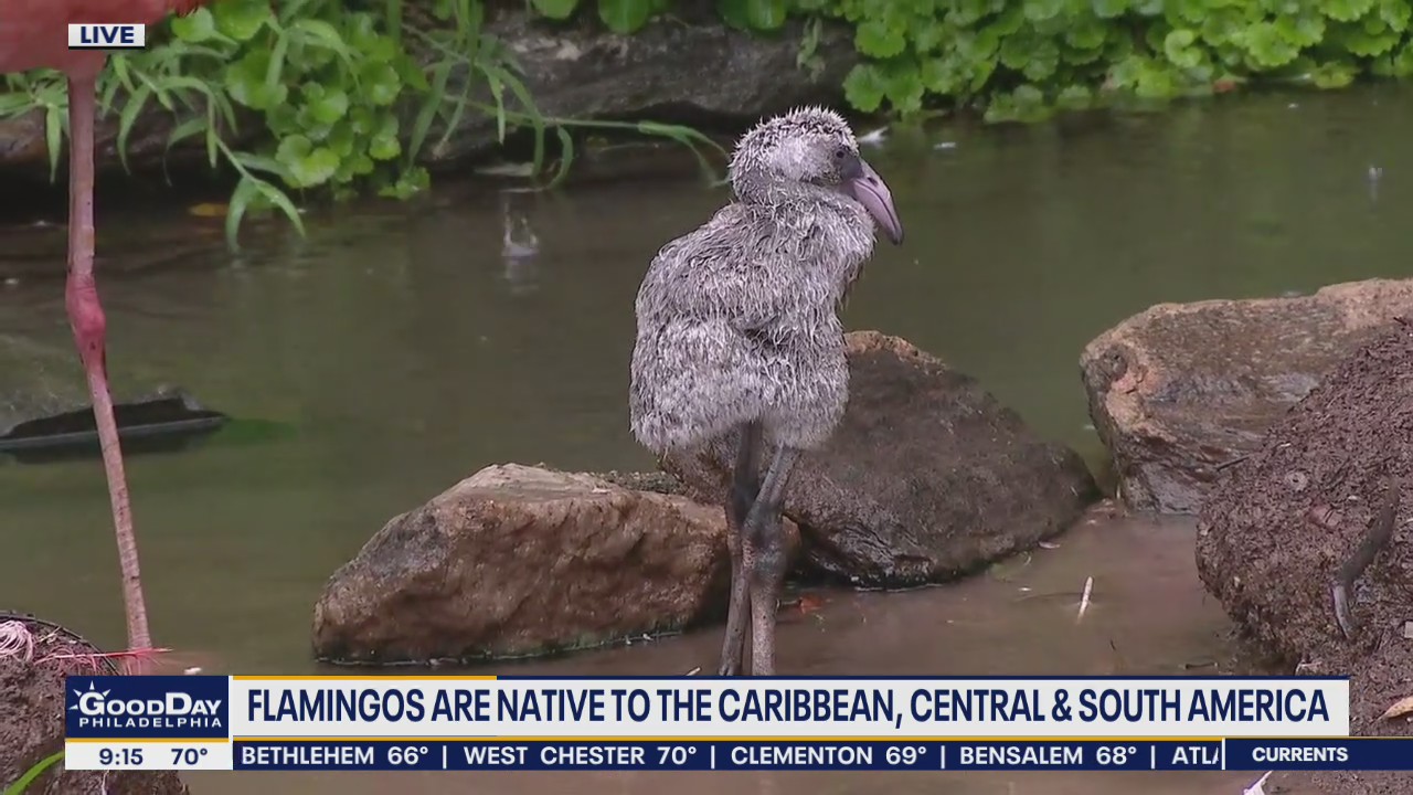Philadelphia Zoo needs name for new flamingo hatched in July