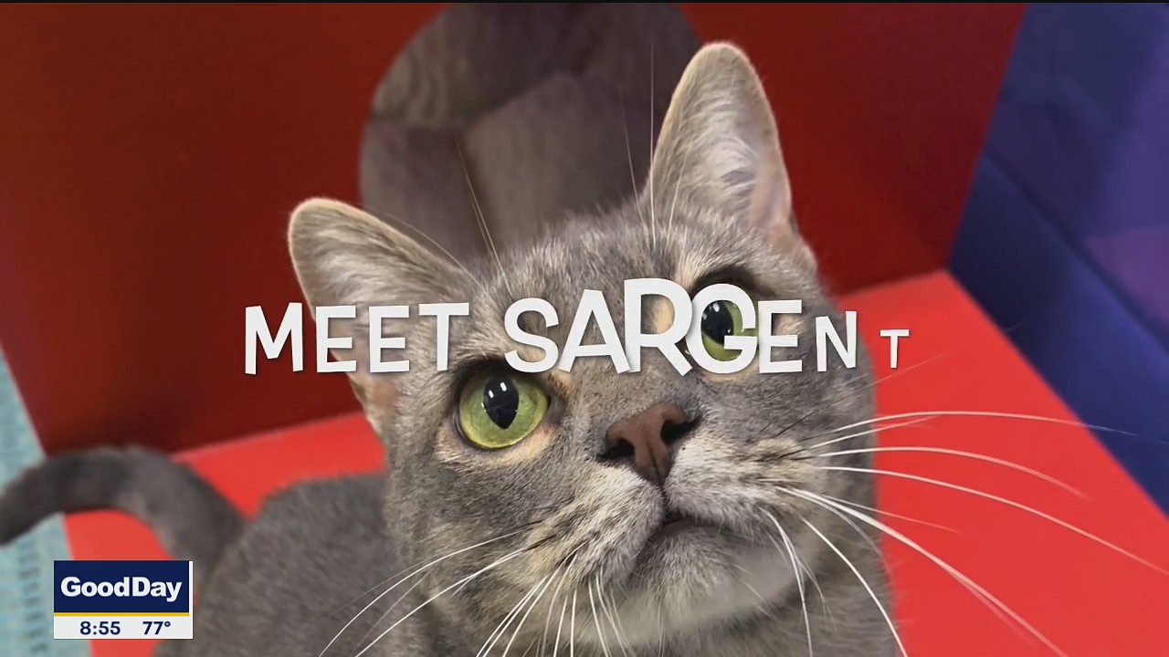 Pet of the Day: Sargent
