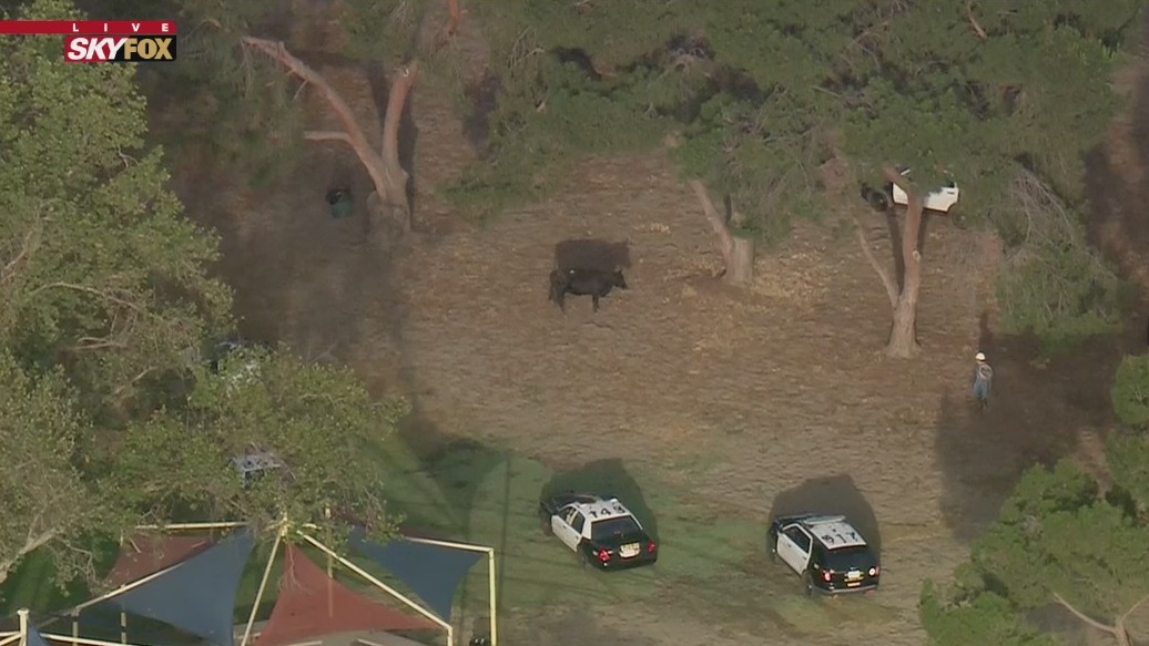 Missing cow located in South El Monte