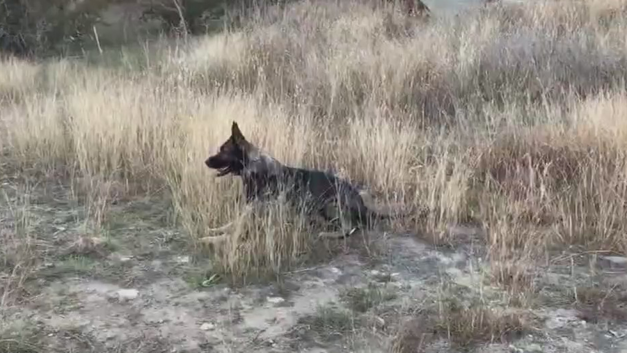 Florence Police Dept.'s K-9 Fritz needs help to get Kevlar vest