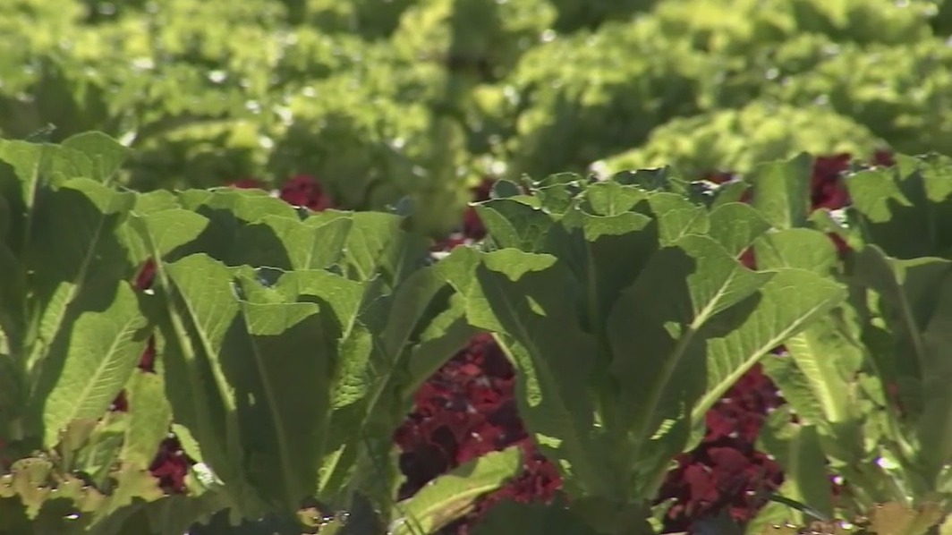 Floridians can find farm-fresh products through social media