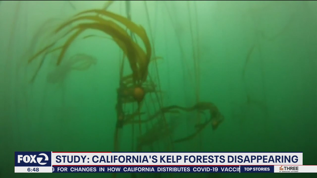 California's kelp forests are disappearing