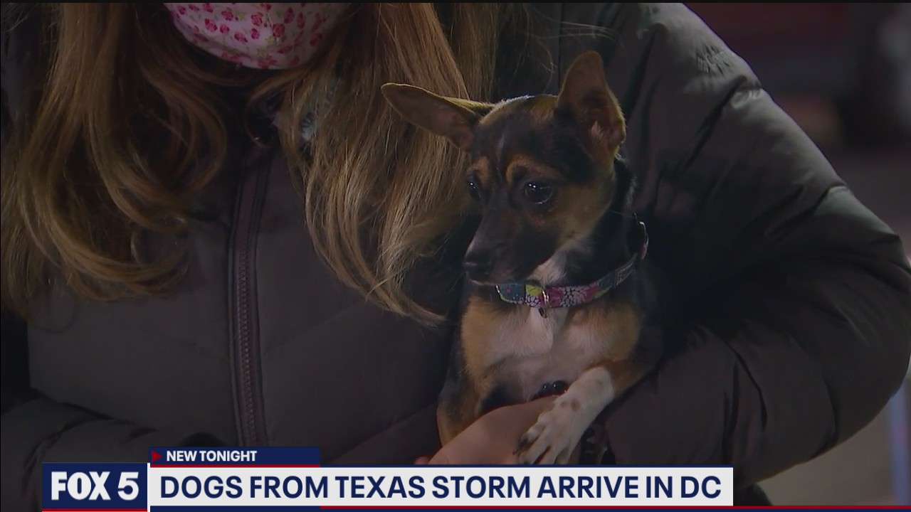 Dogs from Texas storm arrive in DC