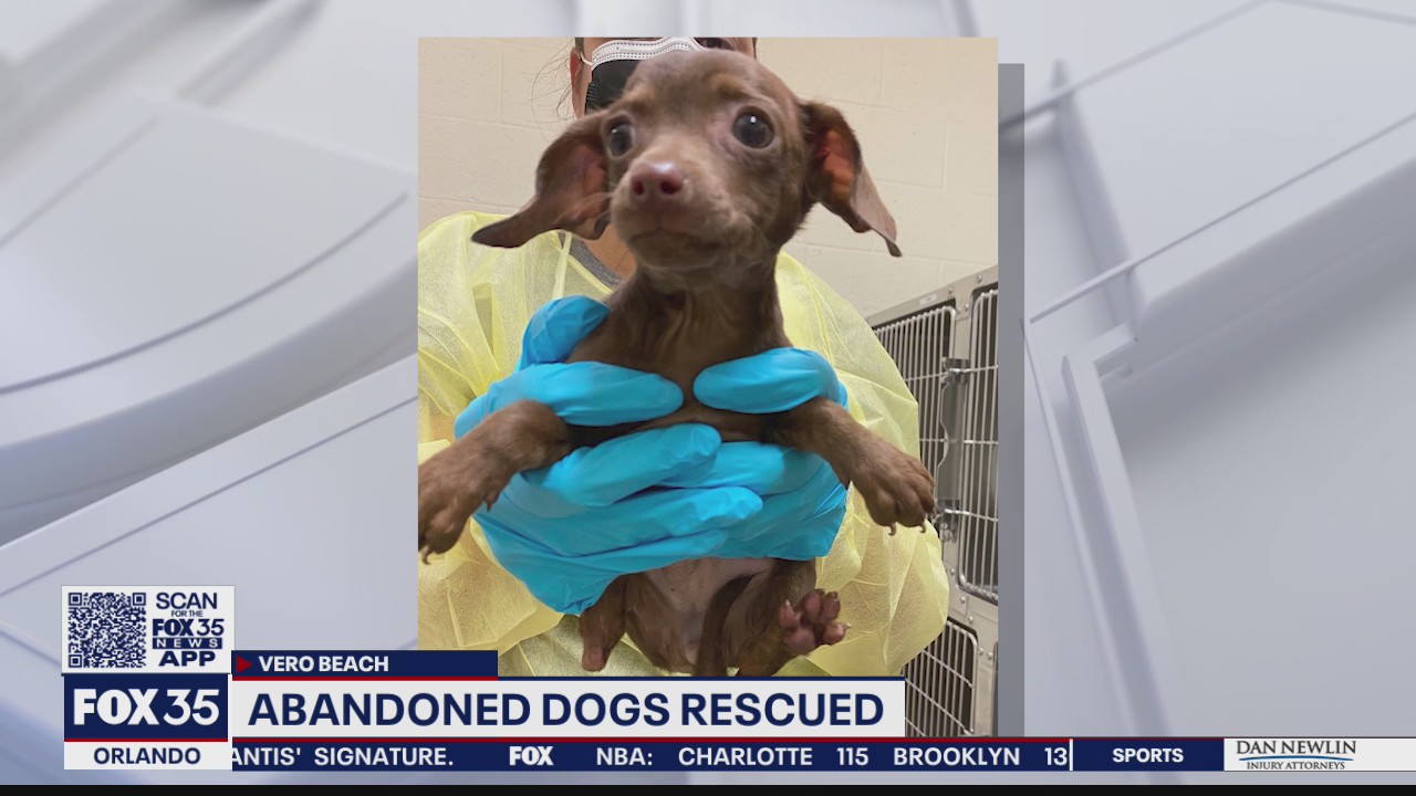 Reward offered for information in case of 26 abandoned puppies, dogs