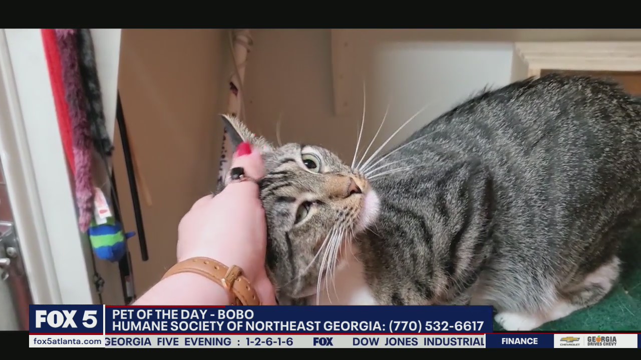 Pet of the Day from the Humane Society of Northeast Georgia