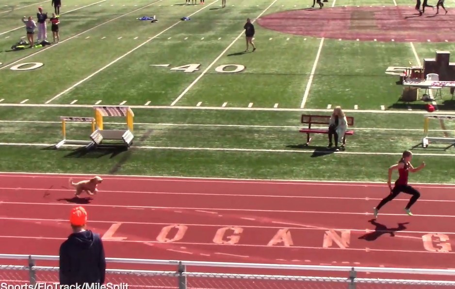 Dog ‘wins’ high school relay race after interrupting track meet, outrunning athletes