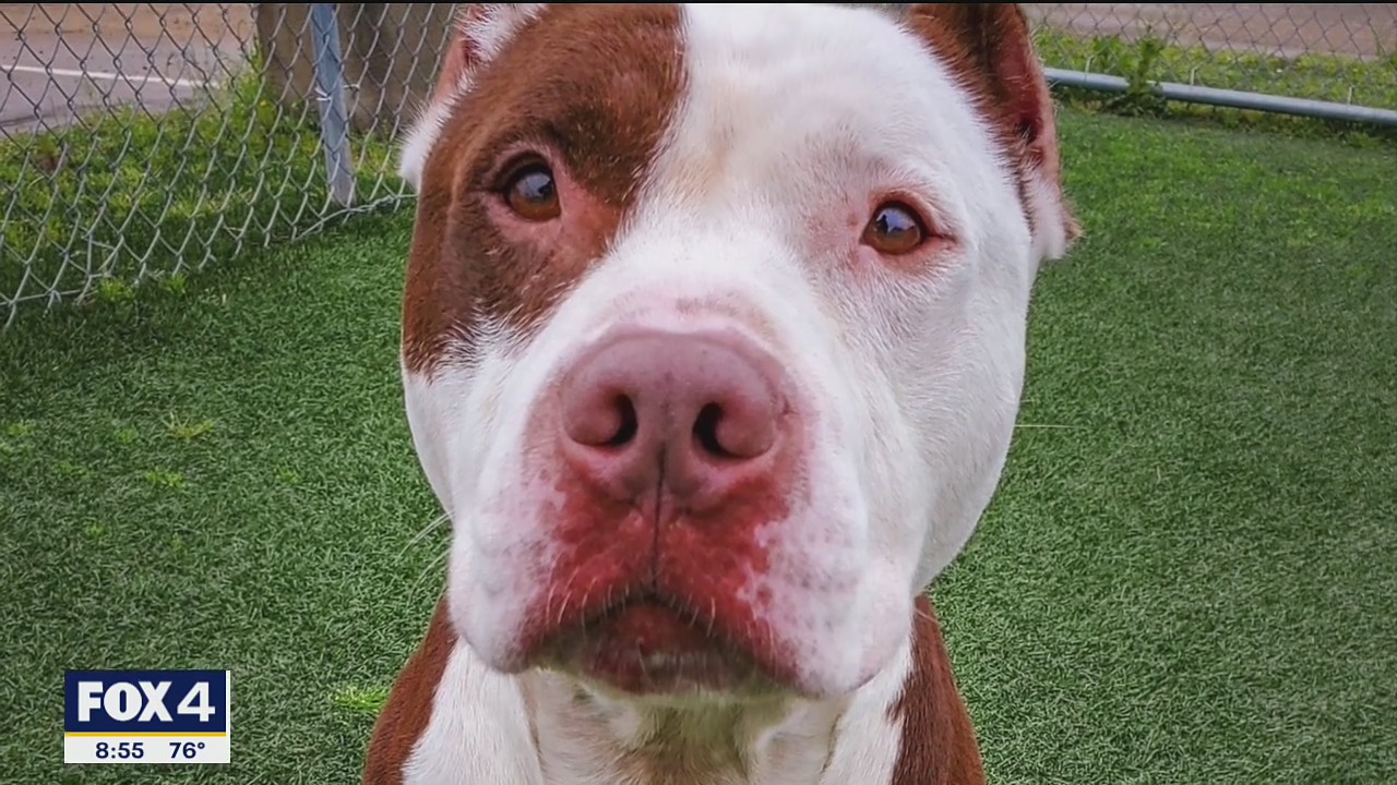 Dog of the Day: Bruno