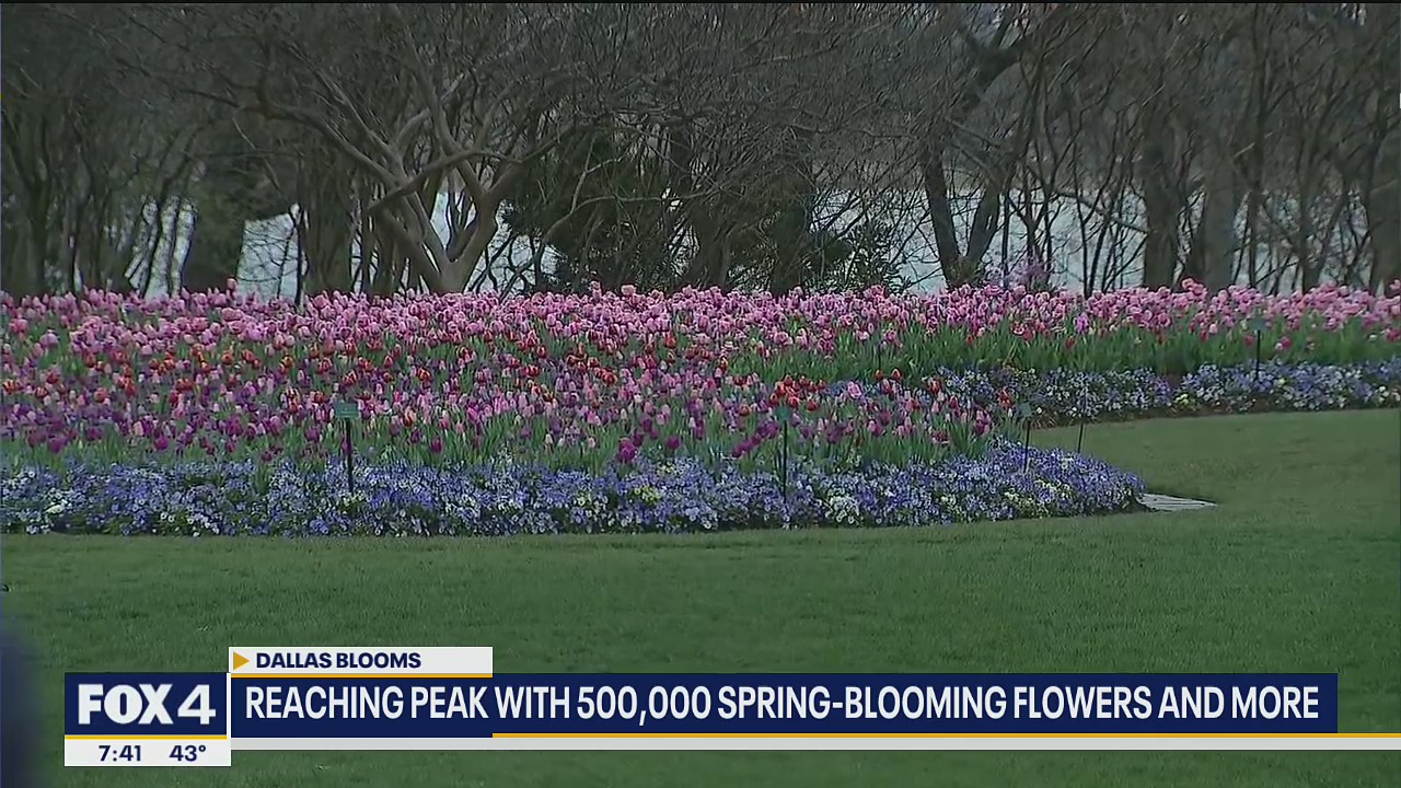 Dallas Blooms 2021