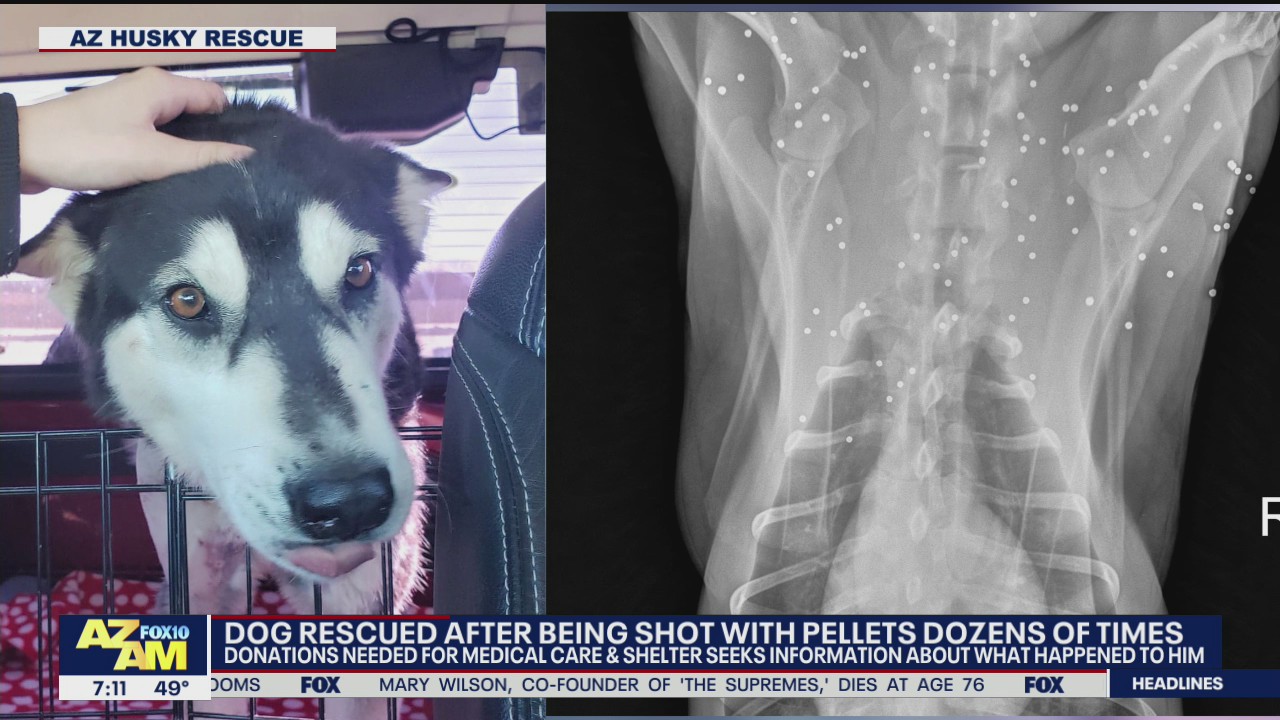 Dog rescued after being shot dozens of times