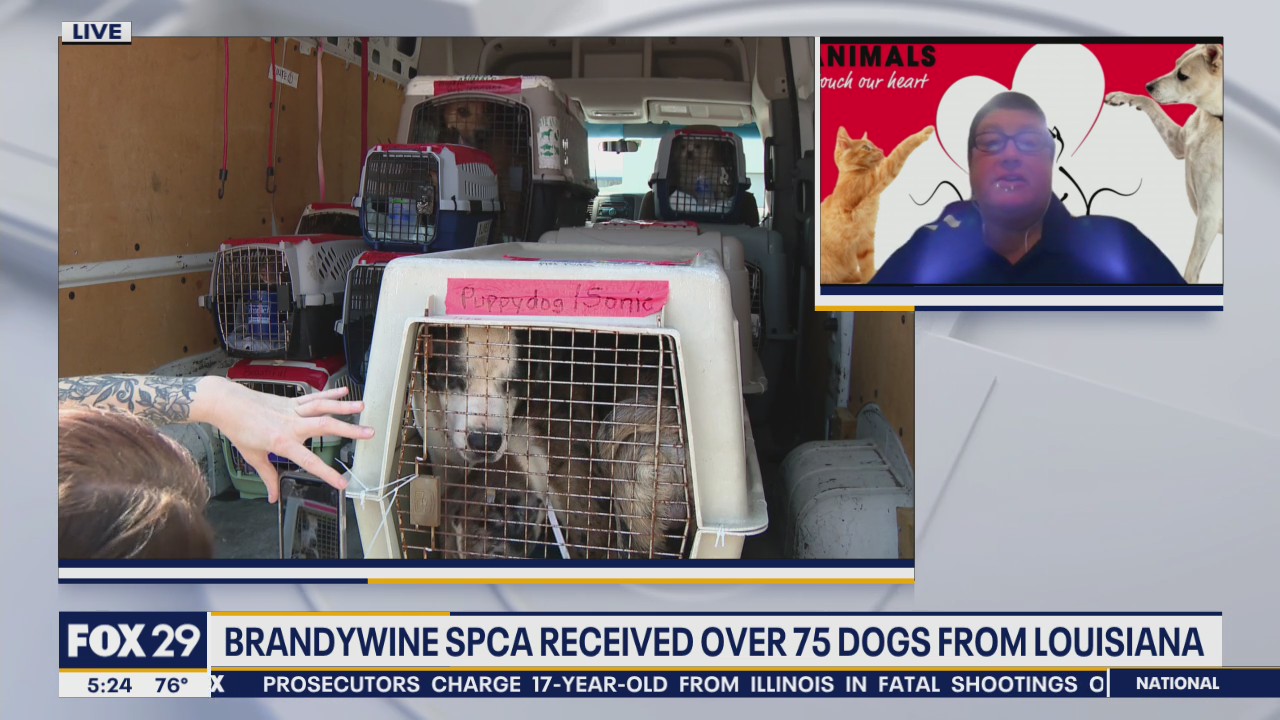 Brandywine SPCA takes in adoptable animals from Louisiana after Hurricane Laura