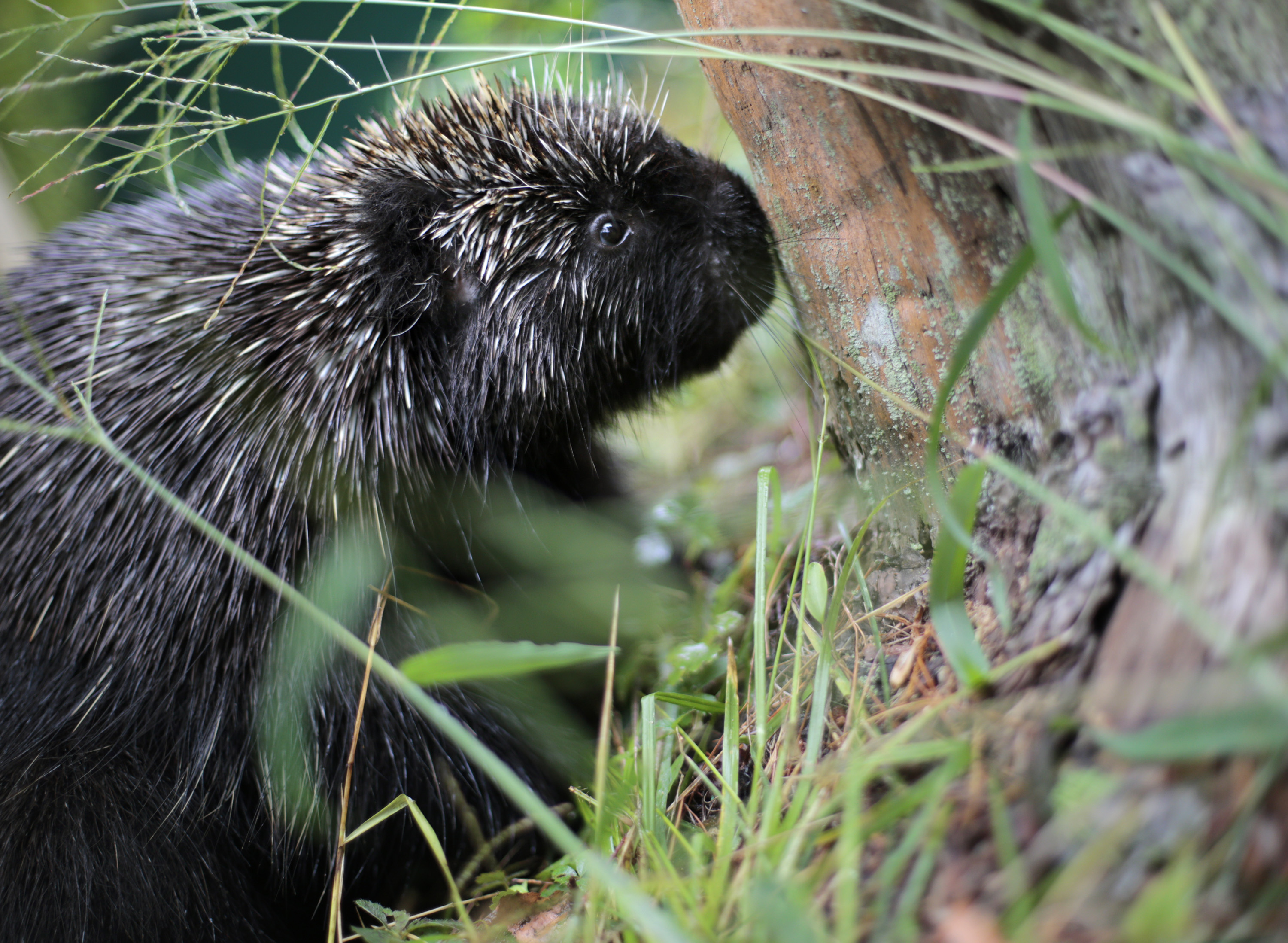 Ex-cops in Maine get jail time for beating porcupines to death
