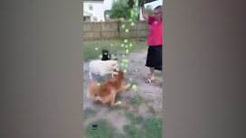 Dogs gifted hundreds of tennis balls