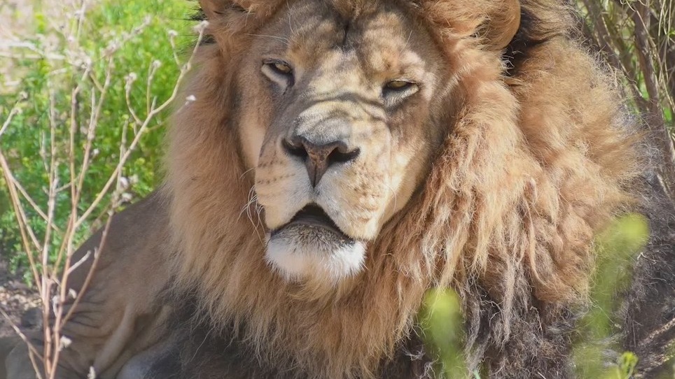 Seven cats from 'Tiger King' cared for in Arizona