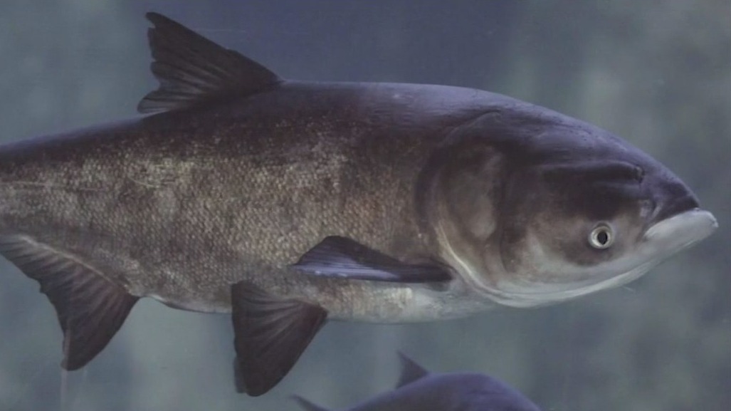 Push to rename 'Asian carp' amid worries over racism
