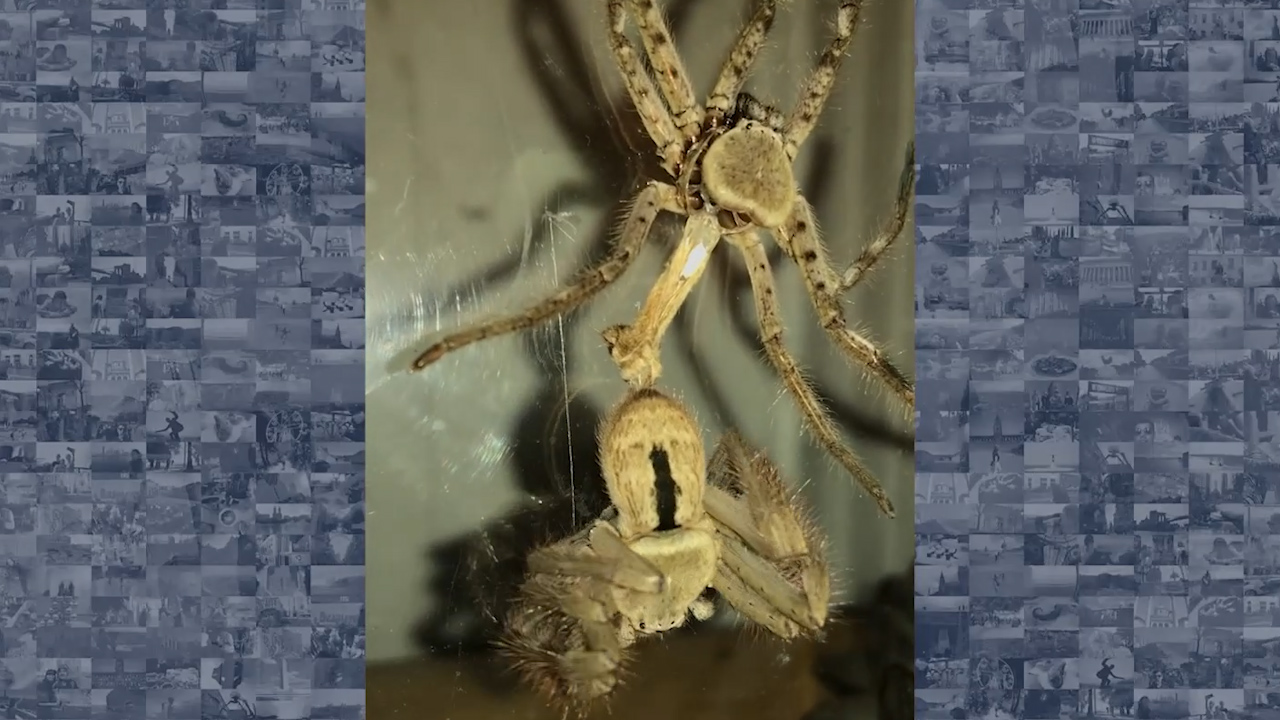 Huntsman spider molting process timelapse