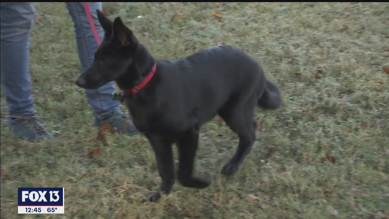 DogSense Obedience can teach your dog new tricks