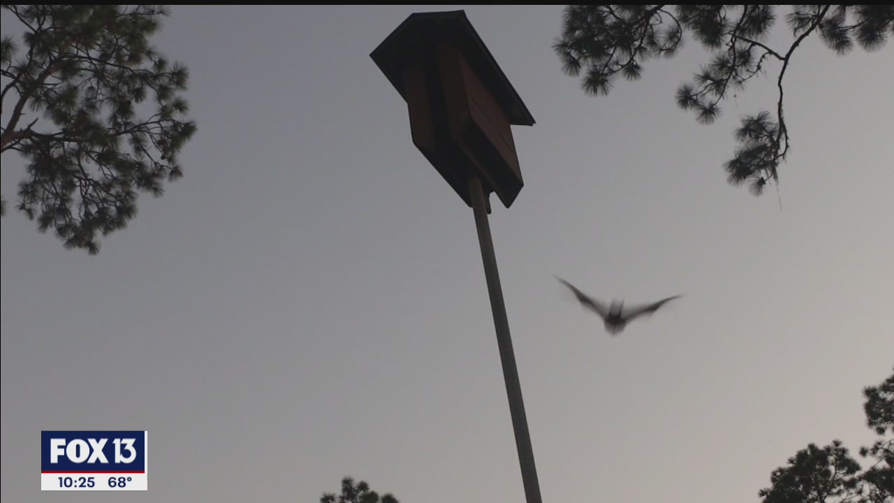 Florida's most beneficial nocturnal residents