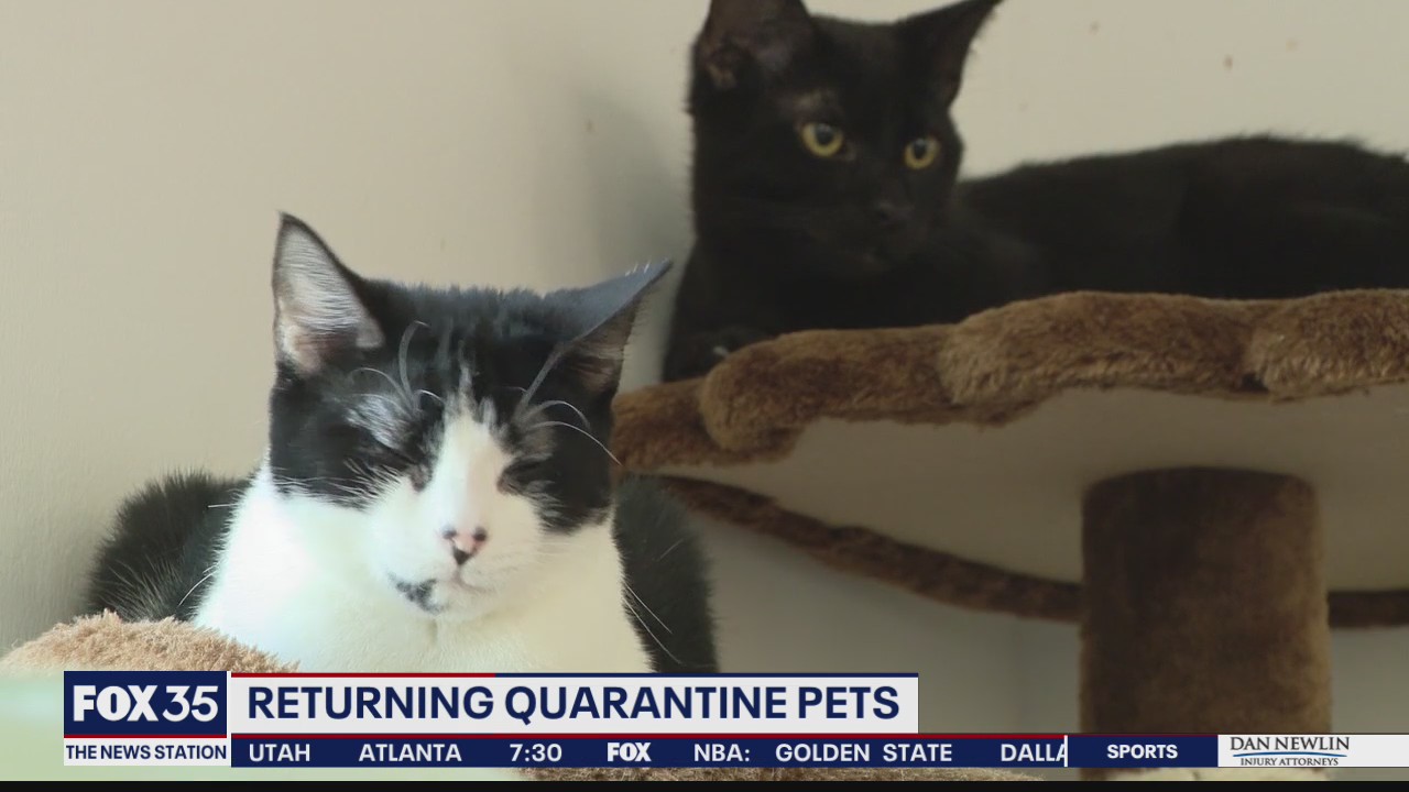 Returning pandemic quarantine pets