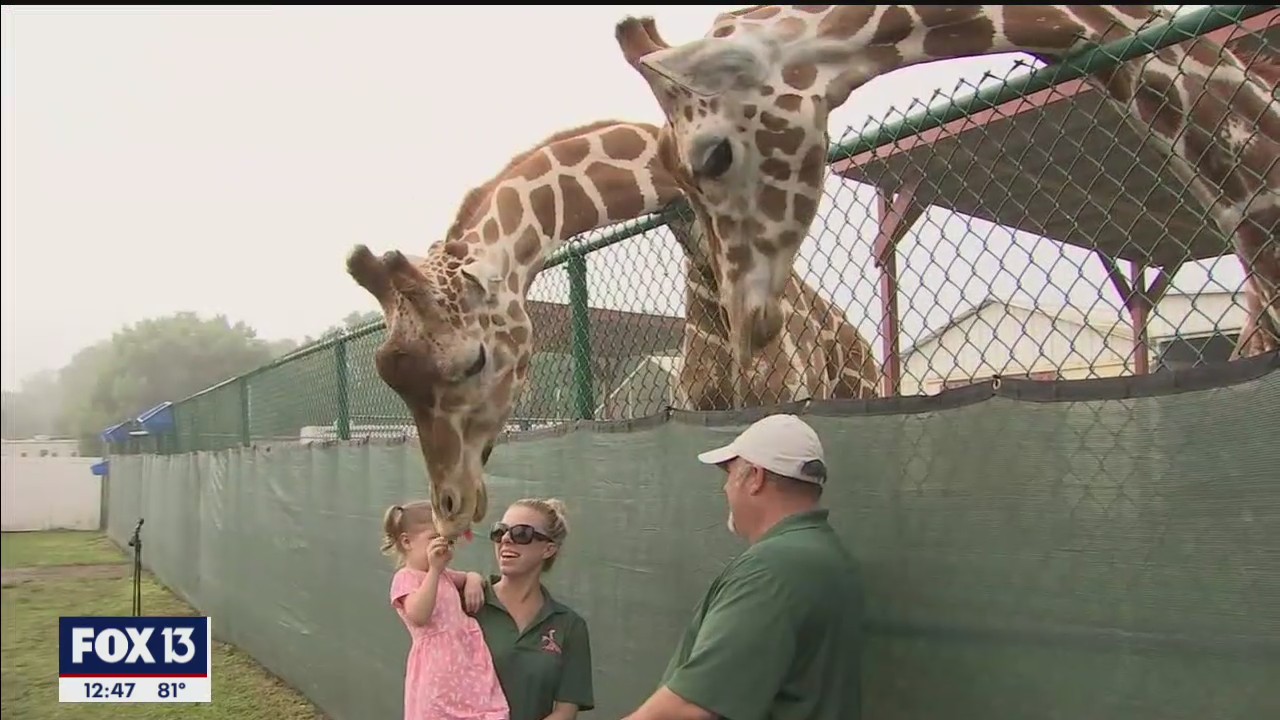 It's all about family at Rye Road Giraffes in Bradenton