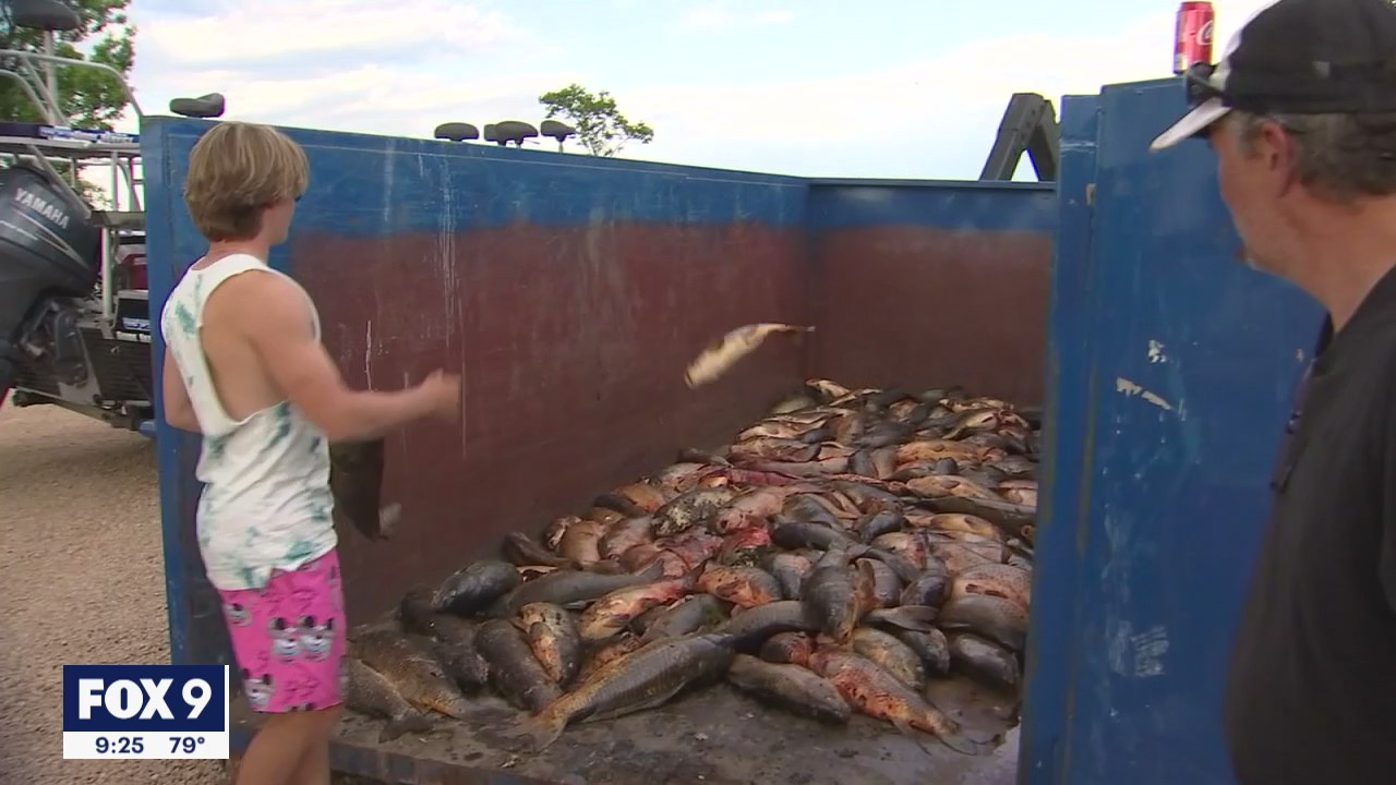 Community takes aim at carp population with call to fill dumpster with them