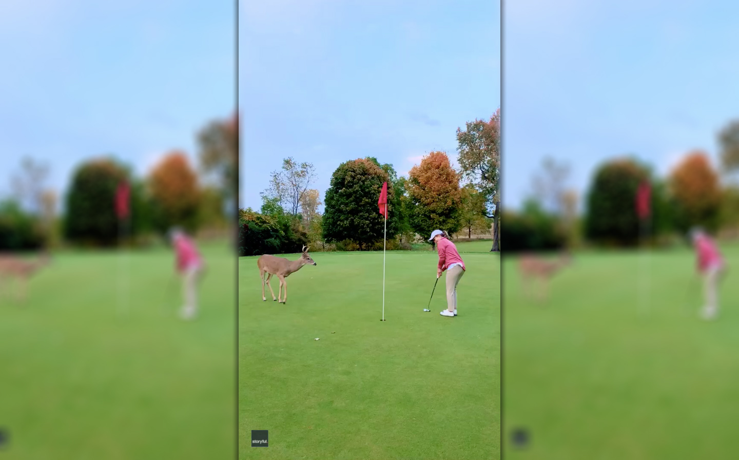 Deer watches golfer sink putt