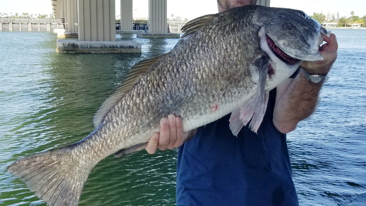 Black drum are still thick inshore