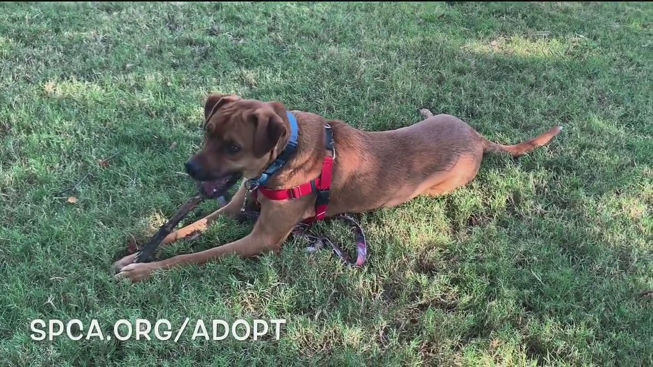 Dog of the Day: Auggie