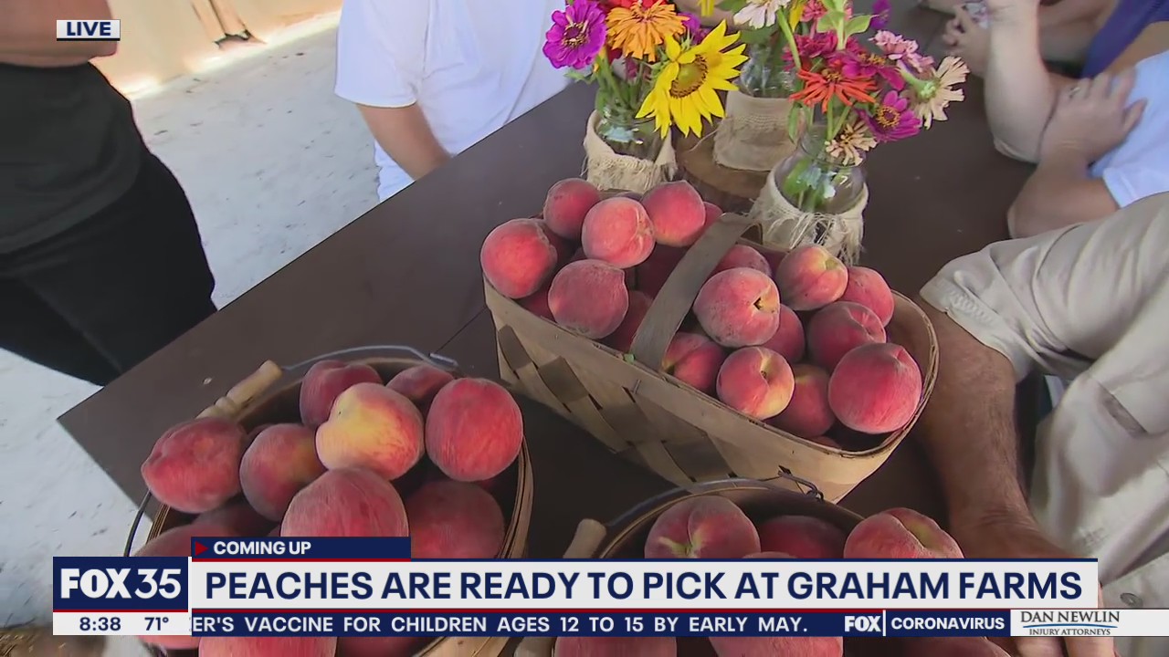 Peaches are ready for picking at Graham Farms