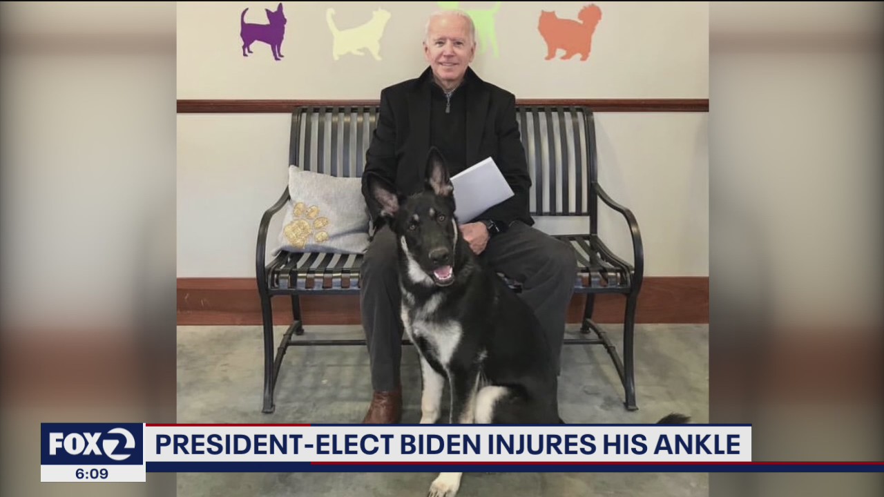Biden suffers hairline fracture after slipping while playing with his dog, Major